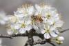 228476 – Photo : Eliane Bernard – France (30)